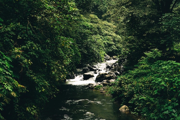 Landschap van rivier in tropisch oerwoudregenwoud