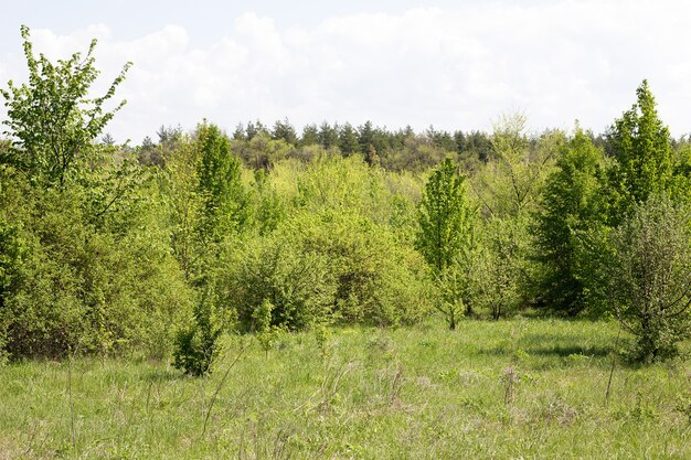 landschap van rustig bos