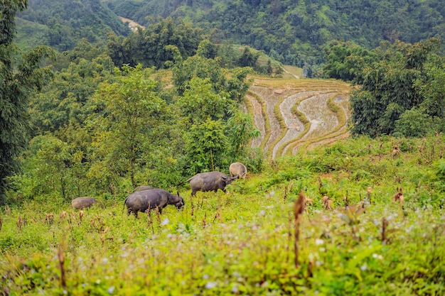 Landschap van sapa in de mist noordwest vietnam vietnam opent voor toerisme na quarantaine coronovirus