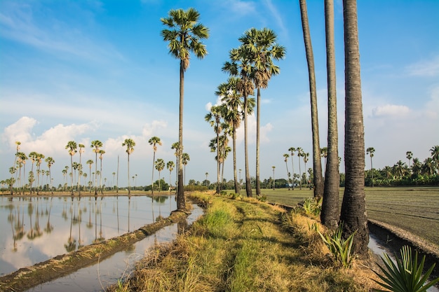 landschap van suiker palmboom in Thailand