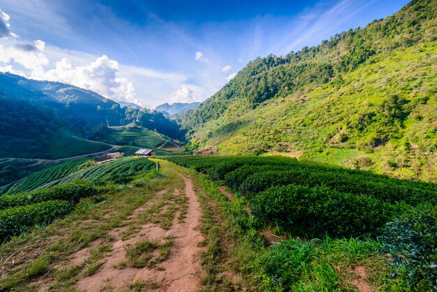 Landschap van theeplantage 2000 in Doi Ang Khang