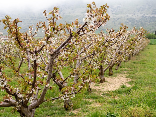 Landschap van velden met kersenbloesembomen in de stad Alfarnate in Malaga