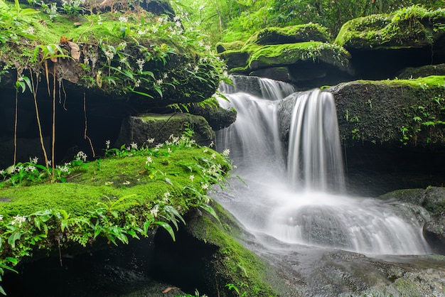 Landschap van waterval in diep regenwoud van Bolaven-Plateau, Champasak met groen mos