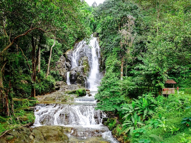 landschap van waterval in het bos