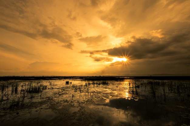 Landschap van wetland