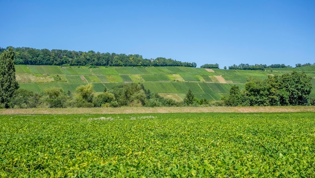 Landschap van wijngaarden