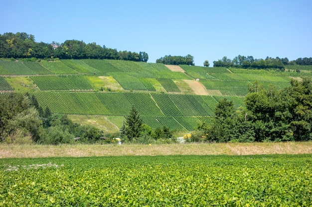 Landschap van wijngaarden