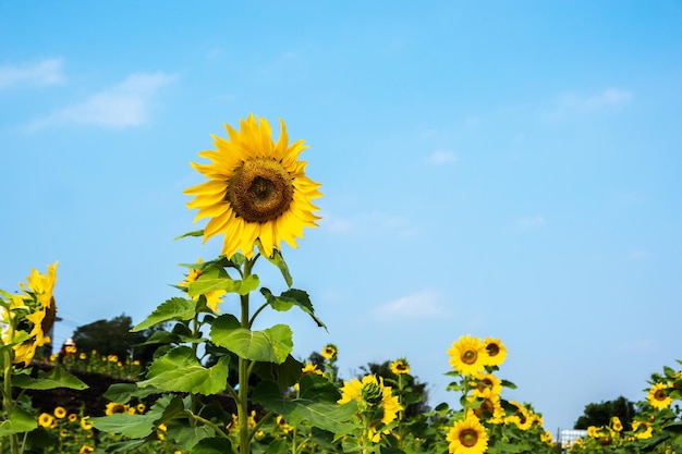 Landschap van zonnebloemenboerderij met gele bloemen overdag