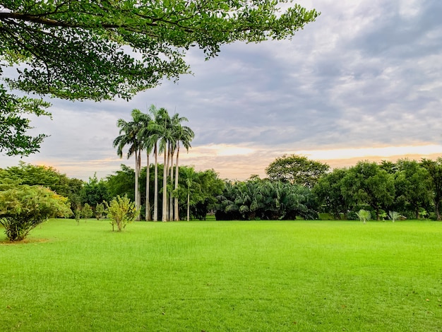 Landschap van zonsonderganglicht in openbaar park met groen grasveld en palmboom