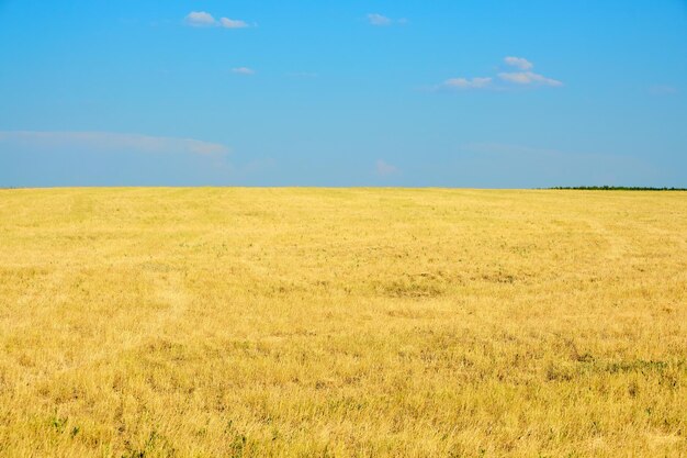 Landschap vergeeld gras in weide tegen heldere blauwe hemel.