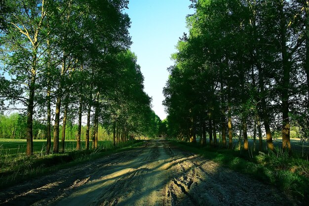 landschap weg steegje groene bomen