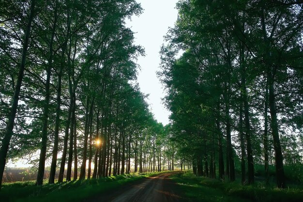 landschap weg steegje groene bomen