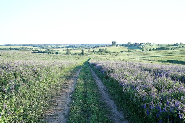 landschap wilde bloemen / groot veld en lucht landschap in het dorp, paarse bloemen dieren in het wild