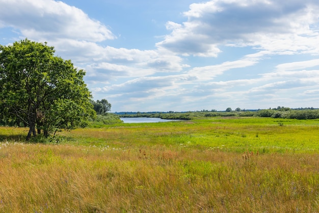 Landschap wilde weide, veld met bloemen onder de blauwe hemel.