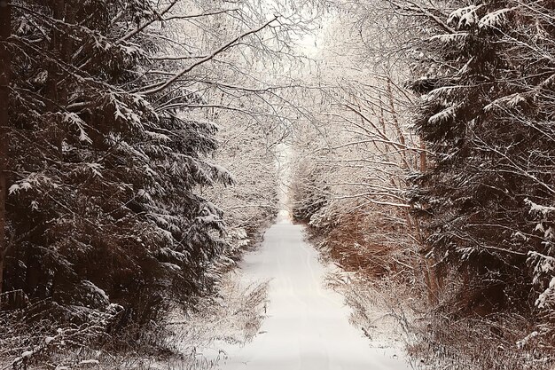 landschap winter bos, seizoensgebonden prachtig uitzicht in besneeuwd bos december natuur