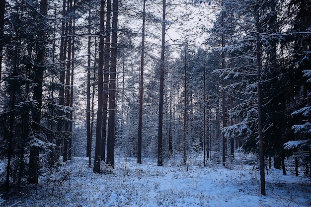 Landschap winter bos somber, seizoensgebonden landschap sneeuw in bos natuur