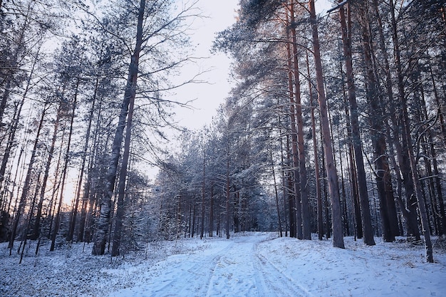 landschap winter bos somber, seizoensgebonden landschap sneeuw in bos natuur