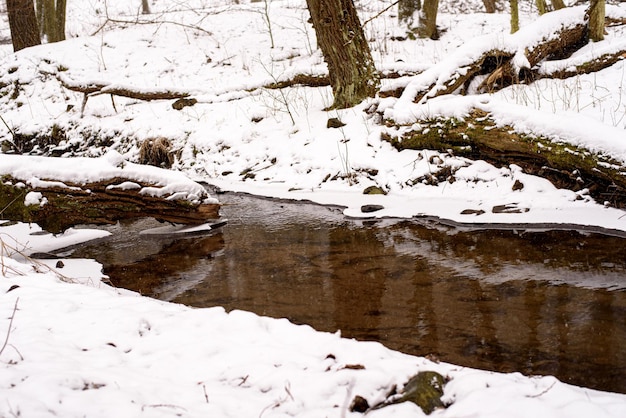 Landschap Winter in bos Besneeuwd bos