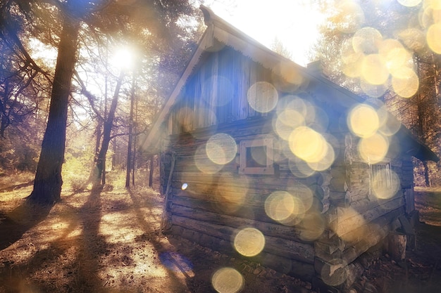 Foto landschap zomer bos schittering zon bokeh onscherpe achtergrond, abstracte weergave van bomen