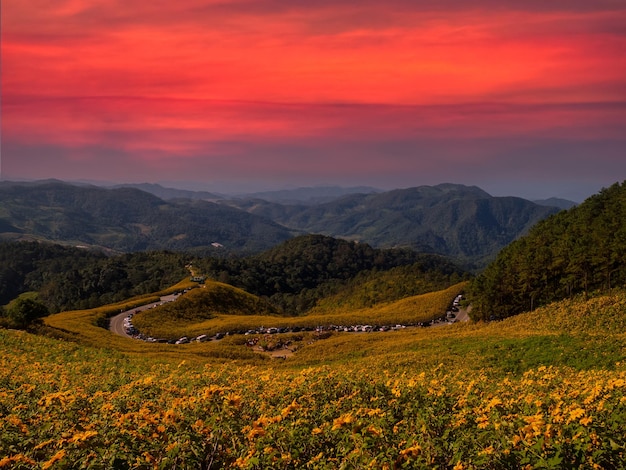 Landschap zonsondergang natuur bloem Tung Bua Tong Mexicaanse zonnebloem in de provincie Maehongson Thailand