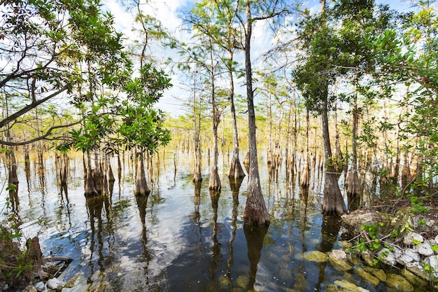 Landschappen in florida