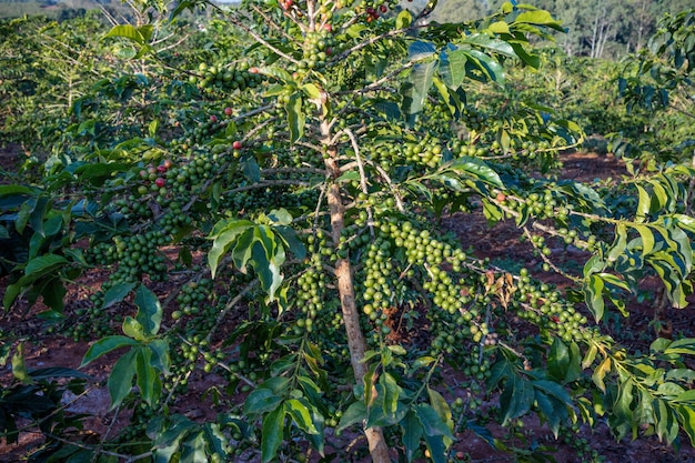 Landschappen Koffie Rode Groene Bonen Bessen Bladeren Planten Vegetatie Veld Weiden Landbouw Landbouw