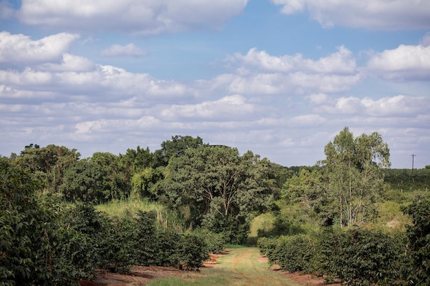 Landschappen Koffie Rode Groene Bonen Bessen Bladeren Planten Vegetatie Veld Weiden Landbouw Landbouw