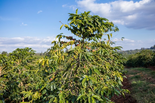 Landschappen Koffie Rode Groene Bonen Bessen Bladeren Planten Vegetatie Veld Weiden Landbouw Landbouw