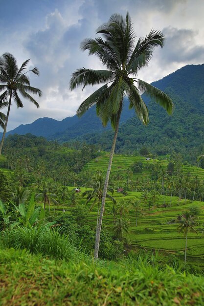 Landschappen van het eiland Bali. Prachtig uitzicht op rijstterrassen met palmbomen.