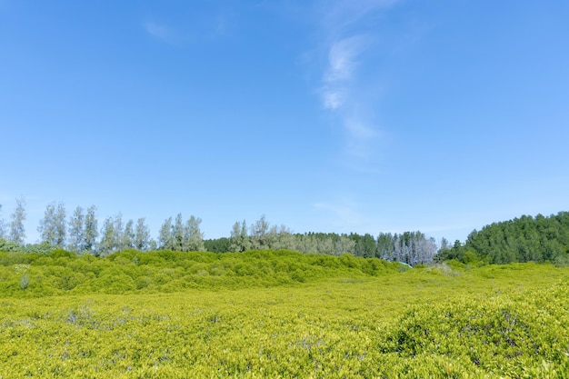 Landschaps groen bos op de blauwe hemelachtergrond