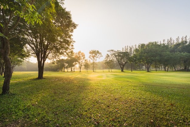 Landschaps groen gras bij het natuurreservaat in ochtend, Mooie zonneschijn met fairwaygolf