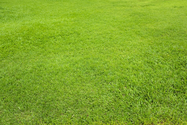 Landschaps groene moeras bij voetbalgebied