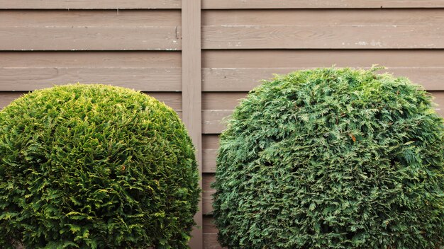 Landschapsarchitectuur een park met struiken, thuja's en groene gazons