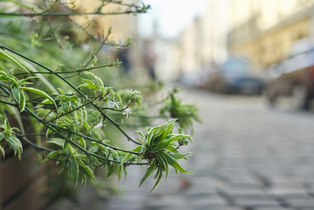 Landschapsarchitectuur en decoratie van stadsstraten, planten in bloempotten