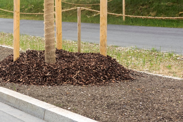 Landschapsarchitectuur Wegen planten jonge bomen Jonge boompjes met boomsteunbescherming en mulchen langs de weg