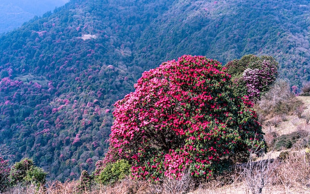 Foto landschapsbeeld van een bloeiende rhododendronbloem in poonhill nepal