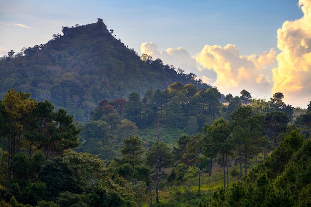 Landschapsdennenboom in Doi AngKhang ChiangMai Thailand