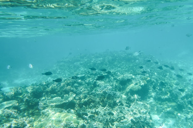 Landschapsecosysteem van de oceaan groene het levensalgen onderwater