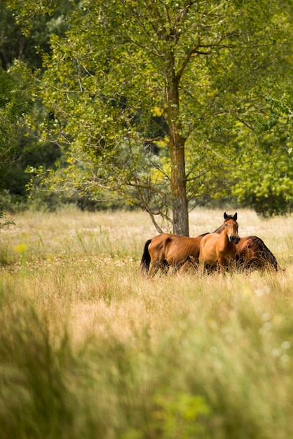 Landschapsfoto van wilde paarden in Letea Forest