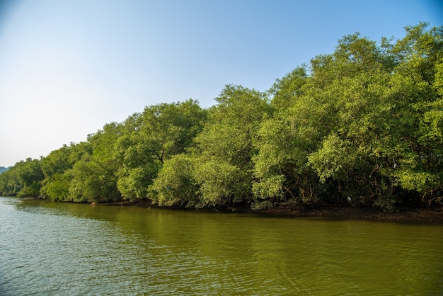 Landschapsmening van Backwaters met kokospalmen en mangrovebossen in Goa, India.