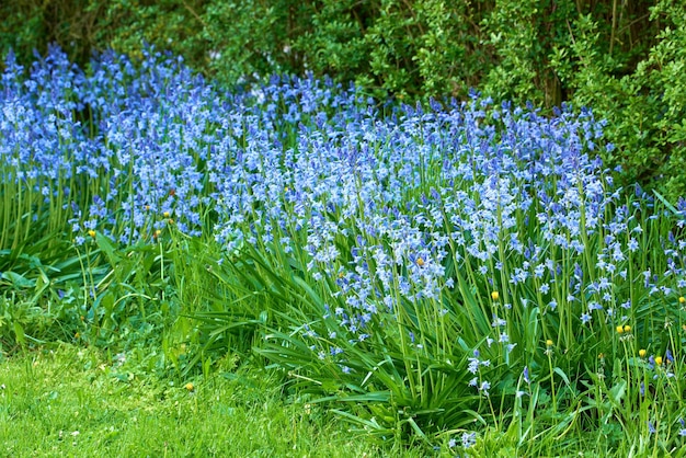 Landschapsmening van Bluebell-bloemen die in de zomer in een achtertuin groeien Scilla siberica die in de lente opengaat en bloeit op een weelderig groen gazon Mooie bloeiende planten op een bloembed in een park