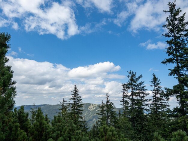 Foto landschapsmening van bomen en karpaten op de achtergrond