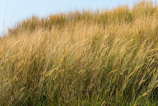 Landschapsmening van de savanne met uitzicht op de blauwe lucht