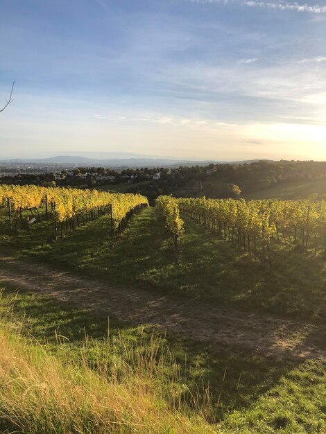 Foto landschapsmening van de wijngaarden vanaf de berg