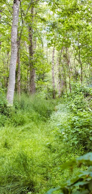 Landschapsmening van een hardhouten boombos in de zomer Verlaten en afgelegen bos gebruikt voor avontuur en wandelen voor de lol Leeg weelderig groen grasland in een landelijke natuurlijke omgeving in de natuur