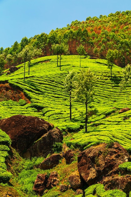 Landschapsmening van een theeplantage. Munnar, Kerala, India.