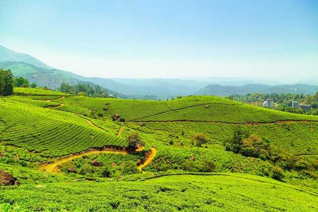 Landschapsmening van een theeplantage Munnar Kerala IndiaxA