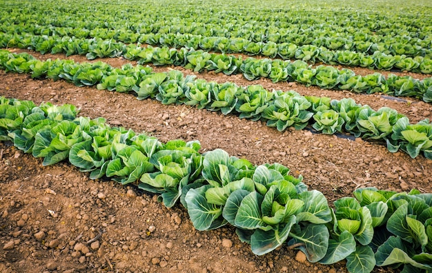 Landschapsmening van een vers groeiend koolgebied