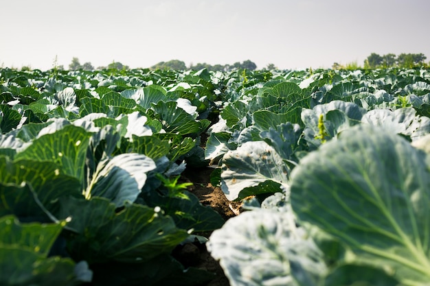 Landschapsmening van een vers groeiend koolveld als hurvest-concept