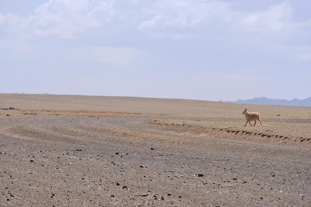 Landschapsmening van gobiwoestijn met blauwe hemel bij Mongoliagoat en schapenachtergrond Mongolian